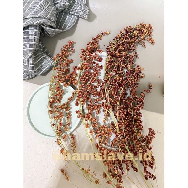 Sorghum Spray Merah | Red Sorghum Spray | Snack Hamster | Makanan Hamster | Cemilan Hamster Alami