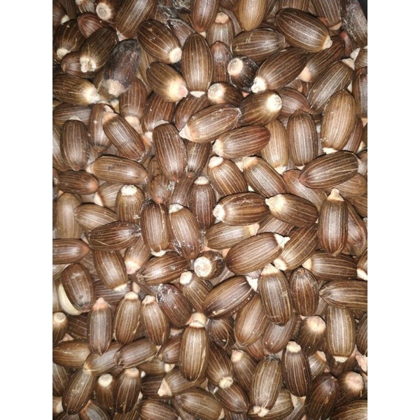 

BIJI MELINJO KUPAS | TANGKIL ORIGINAL 1KG