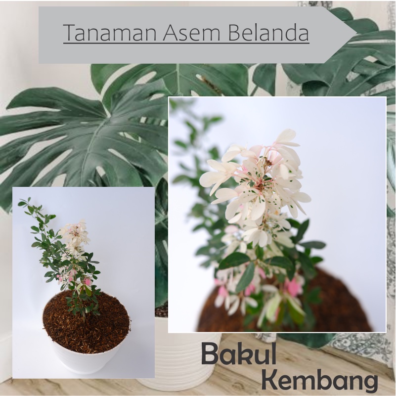 Tanaman Hias Bibit Asem Londo / Asem Belanda / Ranji Bahan Stek Bonsai MURAH