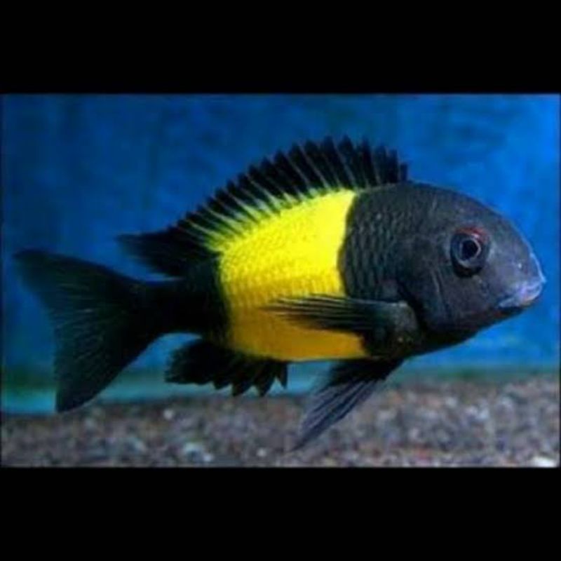 cichlid afrika tropheus ikola
