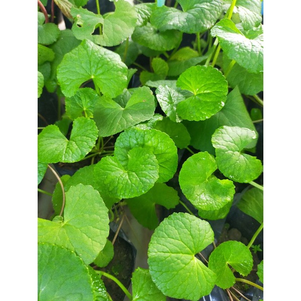 Bibit Tanaman Pegagan/Pegagan Darat 2 bibit