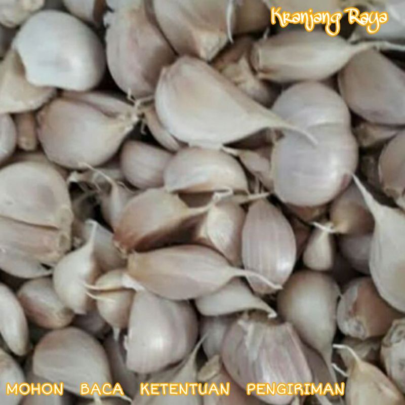 Bawang Putih Kating