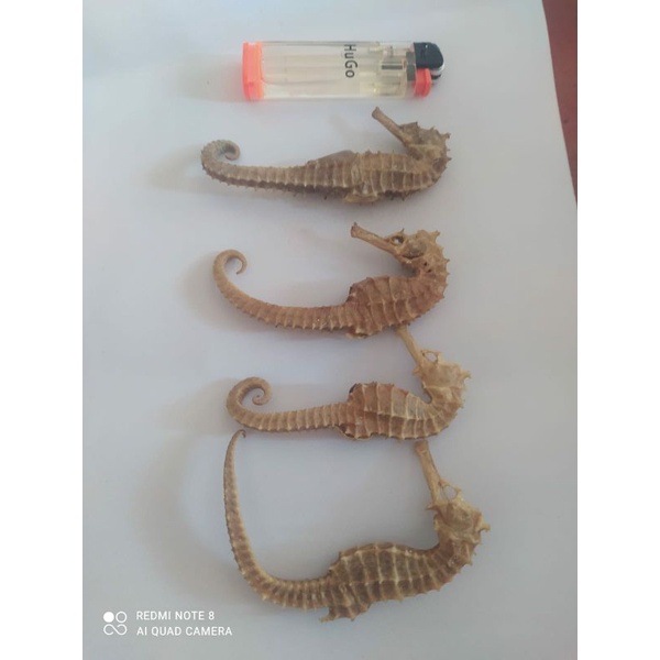 Kuda Laut Kering Besar Kualitas Ekspor