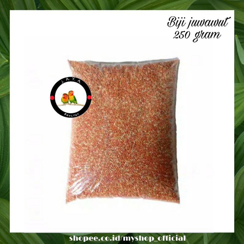 

BIJI JUWAWUT 50 GRAM