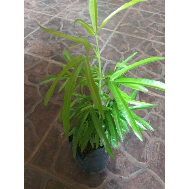 Bunga Lavender Bibit Bunga Lavender tunas bibit