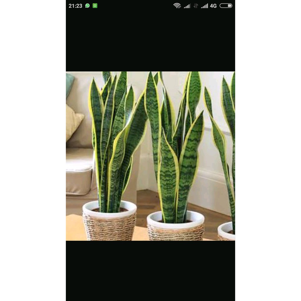 paket tanaman lidah mertua sensivera dan pot Limited
