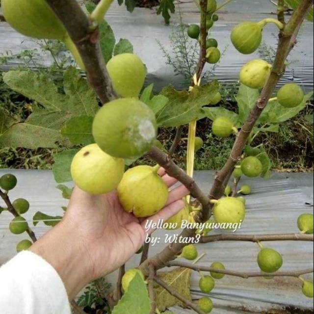 Bibit pohon Tin Yellow Banyuwangi Buah tin Kucing Besar Manis