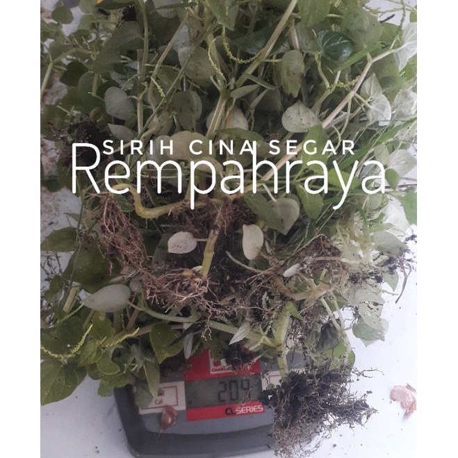 

Sirih Cina Ketumpang Suruhan Segar Fresh