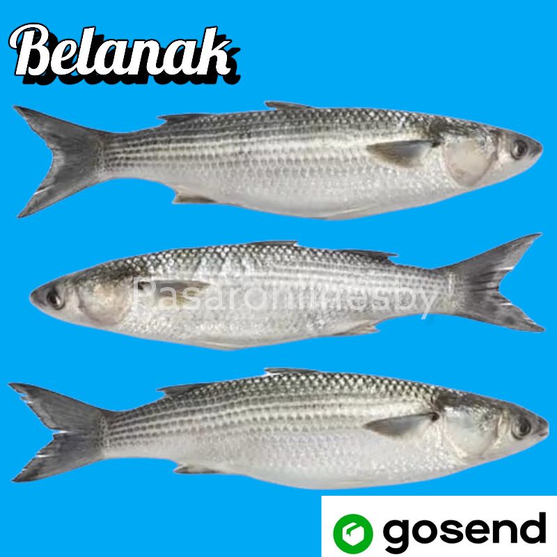 

PASAR GUBENG - Ikan Belanak Segar