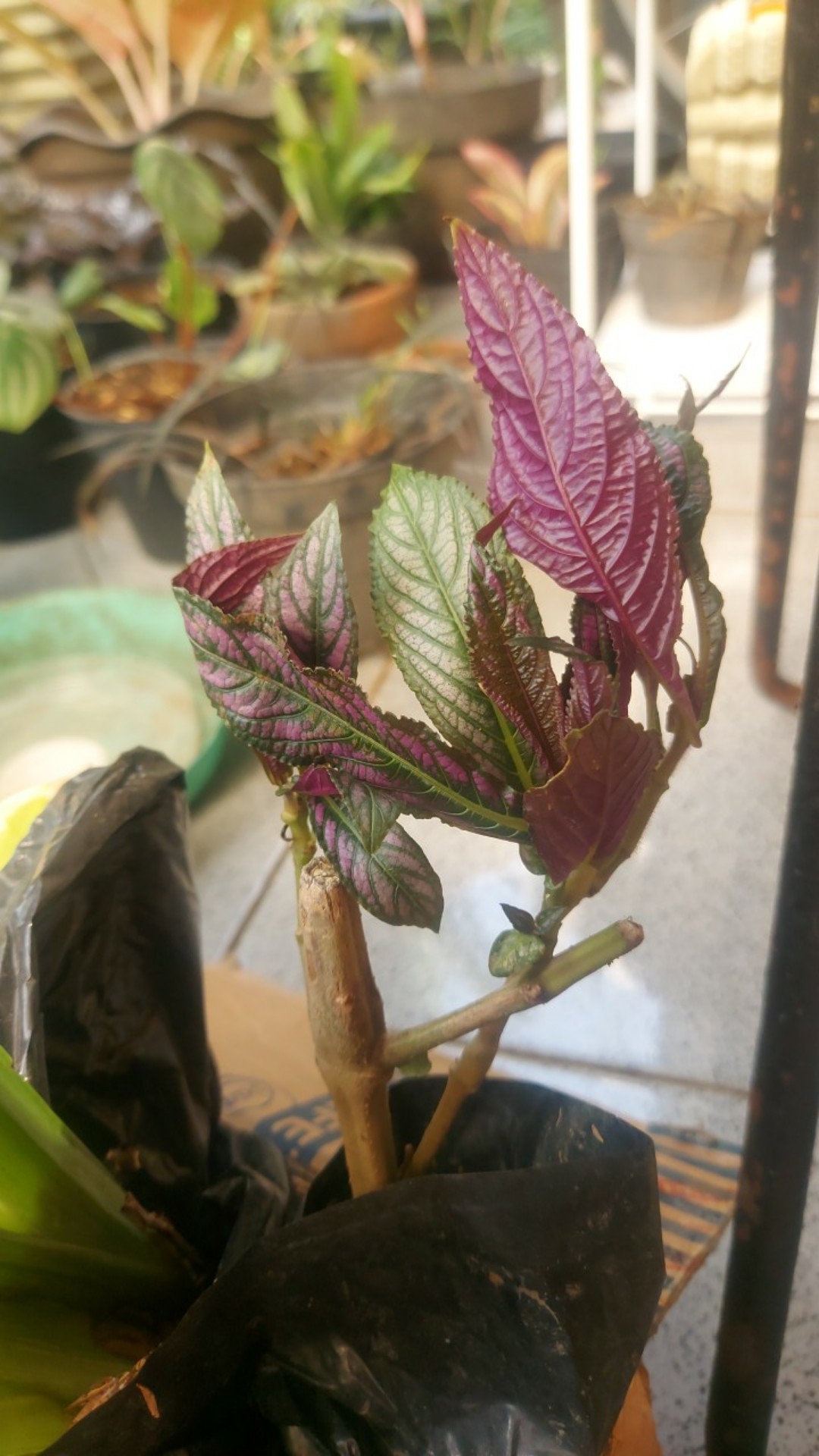 Rotansia / Hydragena/ Panca Warna