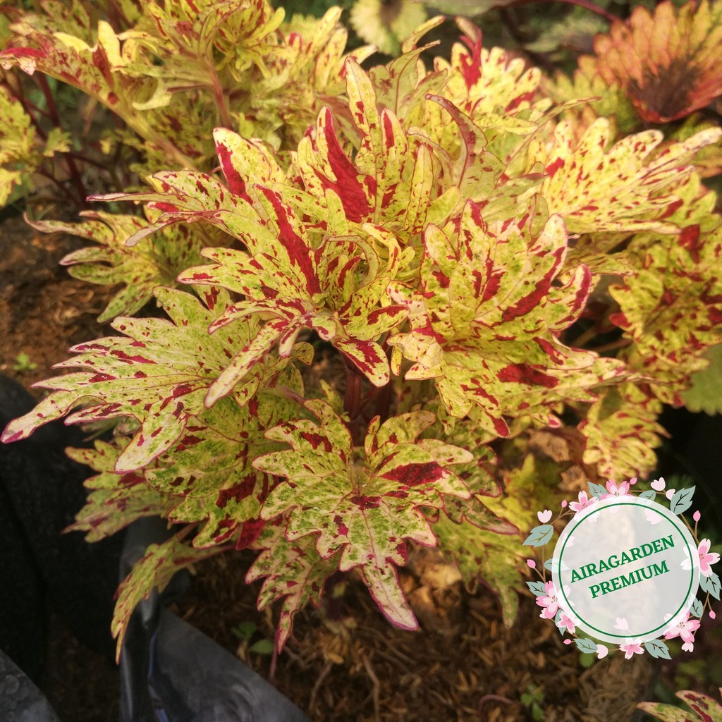 Tanaman Hias Miana ID Batik Jepara / Jawer Kotok / Iler / Coleus Premium Langka Sudah Akar