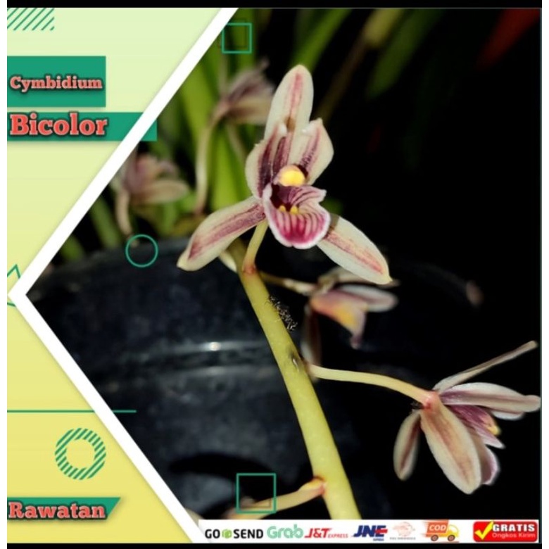anggrek cimbidium bicolor dewasa rimbun rawatan