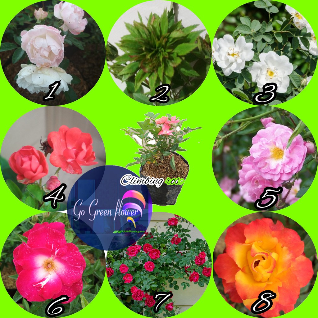 MAWAR RAMBAT CLIMBING ROSE