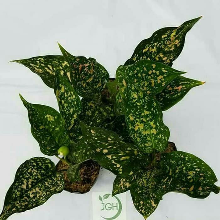  Bunga  Aglonema  Ruby Pink  Tanaman Hias Aglaonema  Pink  