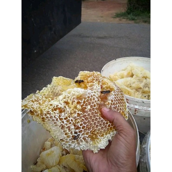 

madu pahit asli