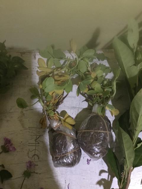 Tanaman Hias - Bibit Bunga Kacang Kuning