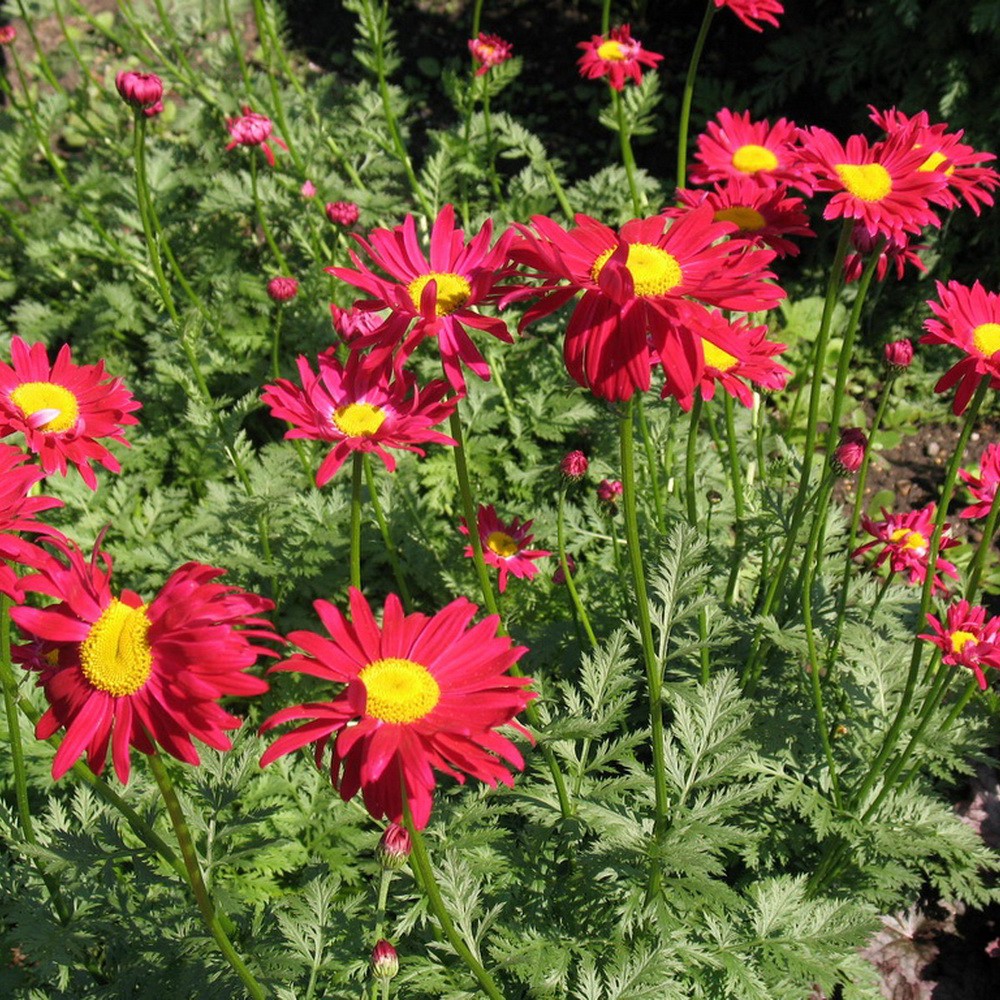 PlantaSeed - 20 Seeds - Pyrethrum Painted Daisy Robinsons - PAS0244