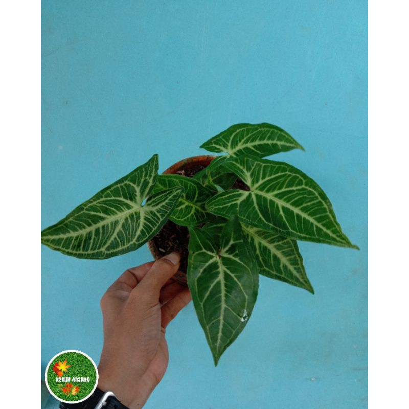 Tanaman Hias Syngonium Batik Original | Tanamann pot