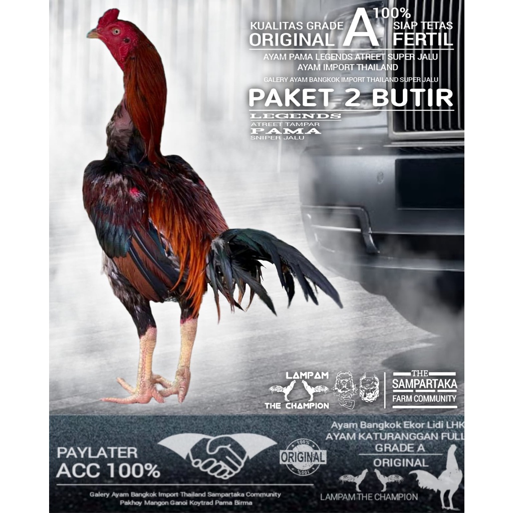 ayam bangkok super teknik jalu jahat paket telur fertil 2 butir