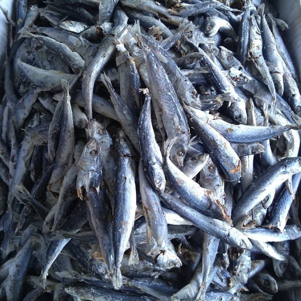 

Asin Layang 100 gram | GRATIS minimal belanja 69rb CEK DESKRIPSI