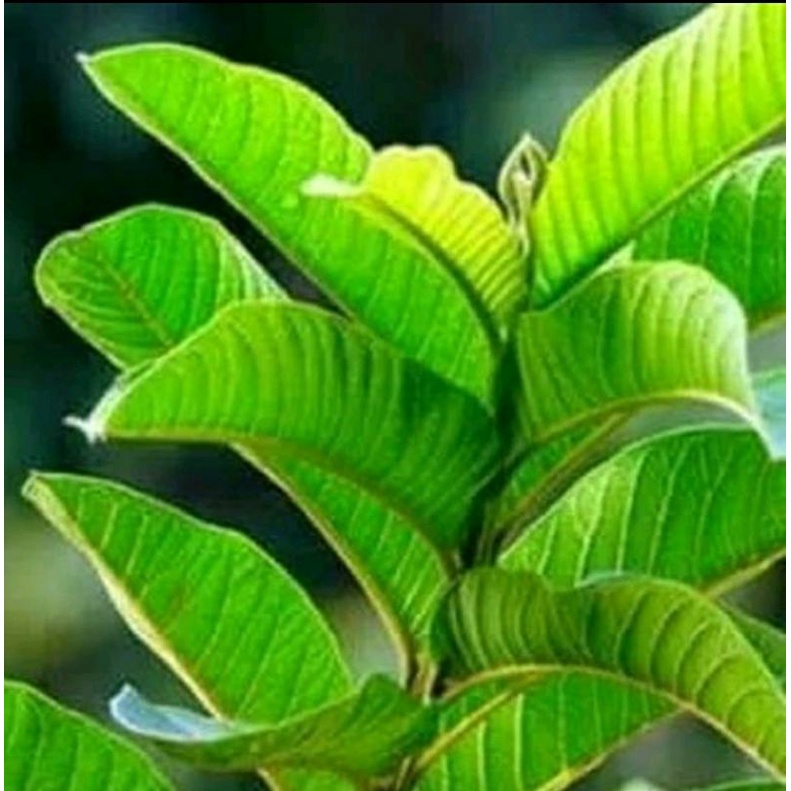 

daun jambu(segar per 250GRAM)