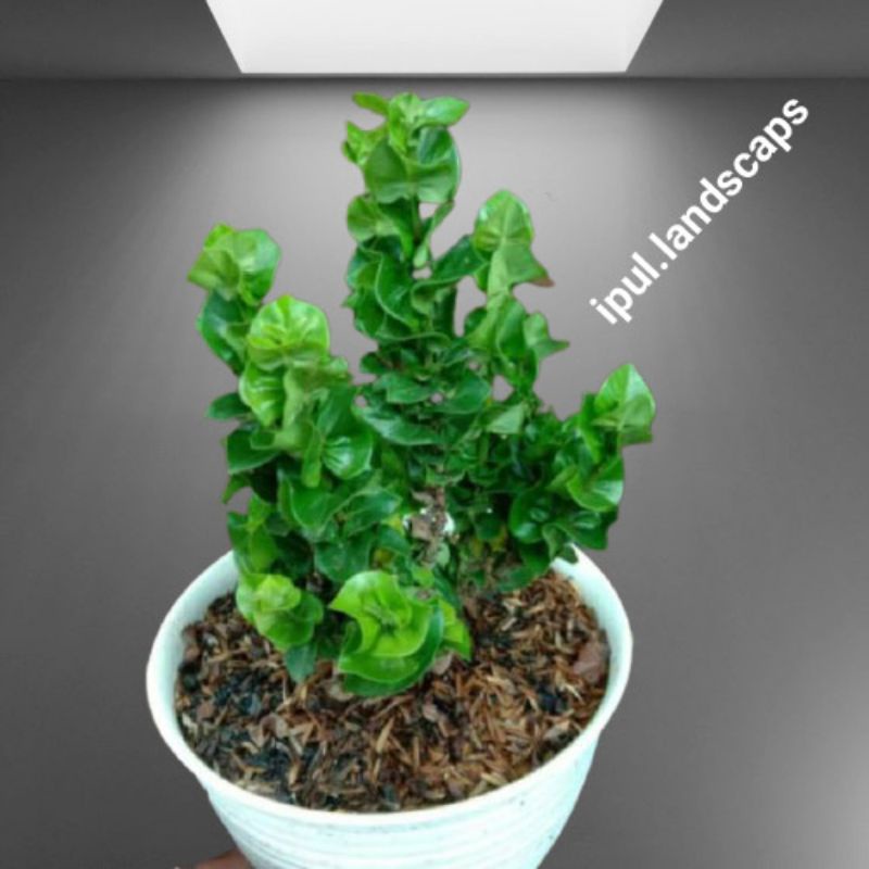 tanaman hias hidup bunga asoka tusuk sate - asoka tusuk sate