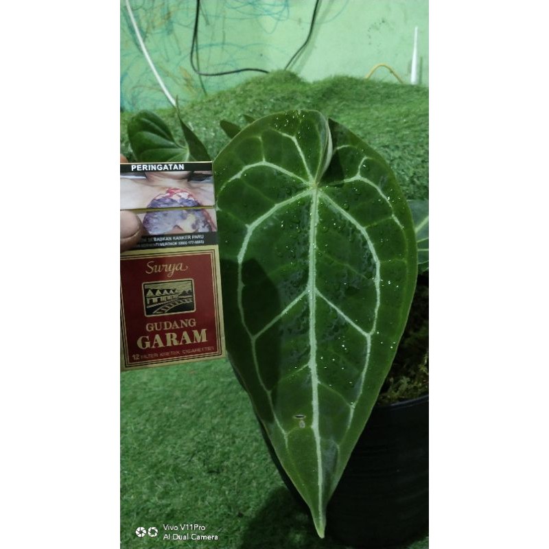 

kg cristalinum hybrid