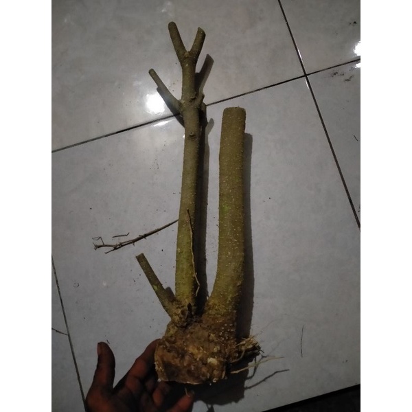 BONSAI MENTAOS MEDIUM TWIN 25K