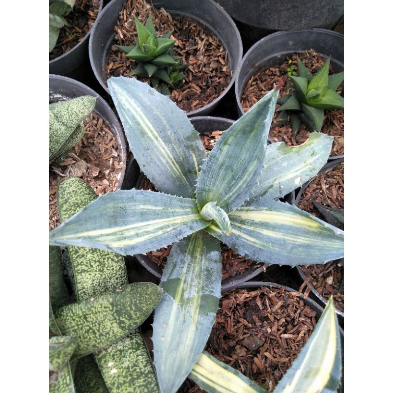 agave americana sriataed