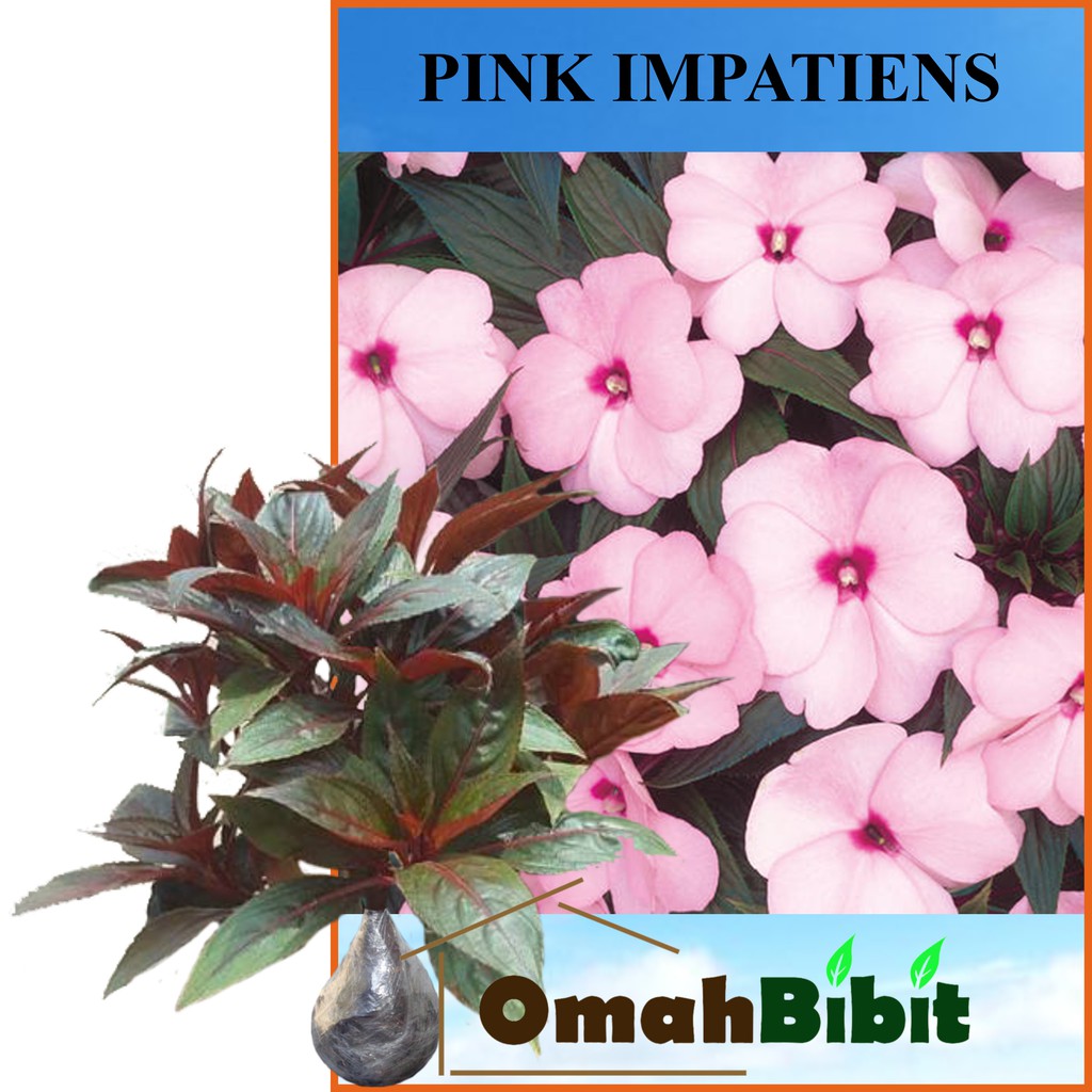 Tanaman Pink Impatiens Shopee Indonesia