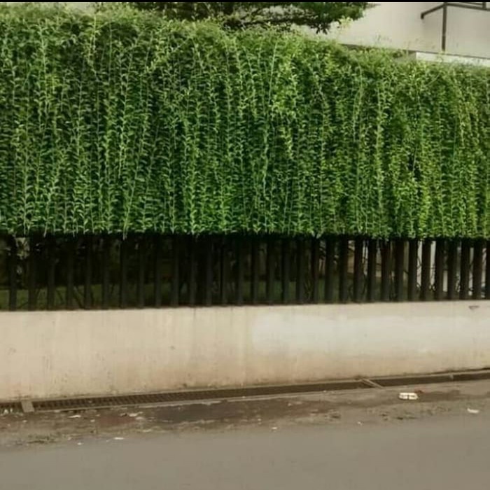 Tanaman Hias lee kwan yew 1 meter - likuanyu panjang .