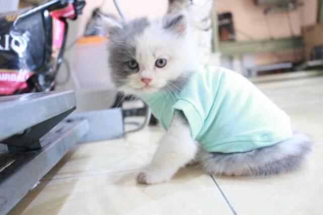 Kaos ucansee polos warna toska untuk kucing &amp; anjing /Jual Baju Kucing Terlengkap Size S-XL