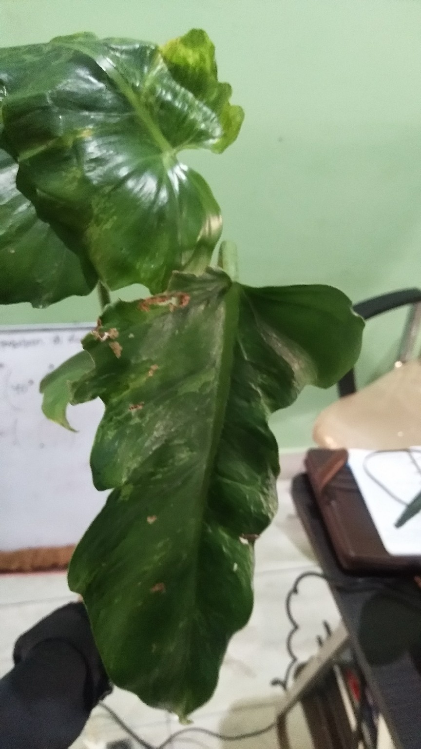 Tanaman Hias Philodendron Dragon Varigata Philo