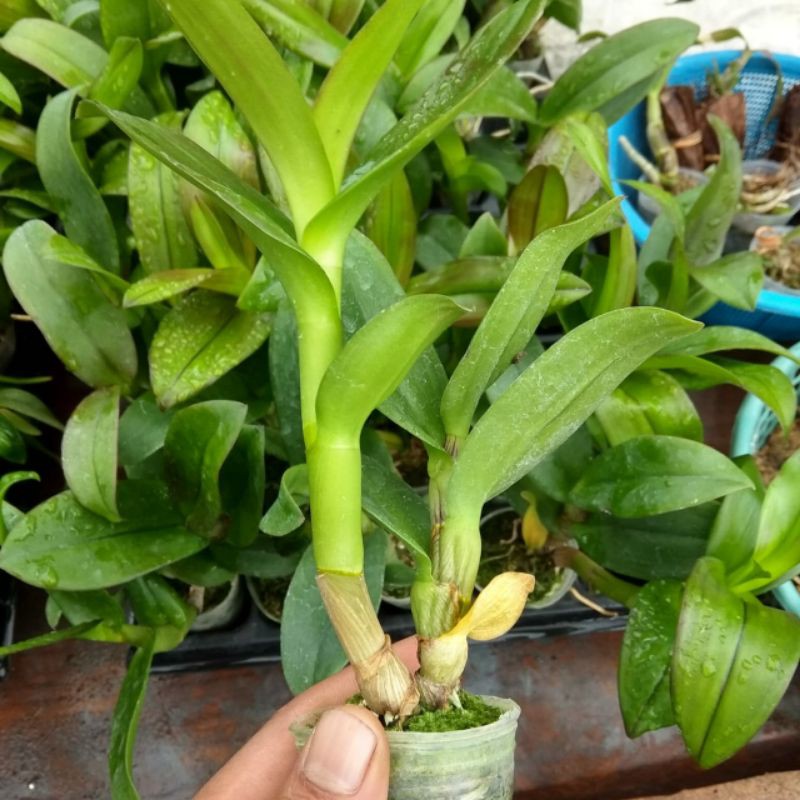anggrek dendrobium melintir/keriting