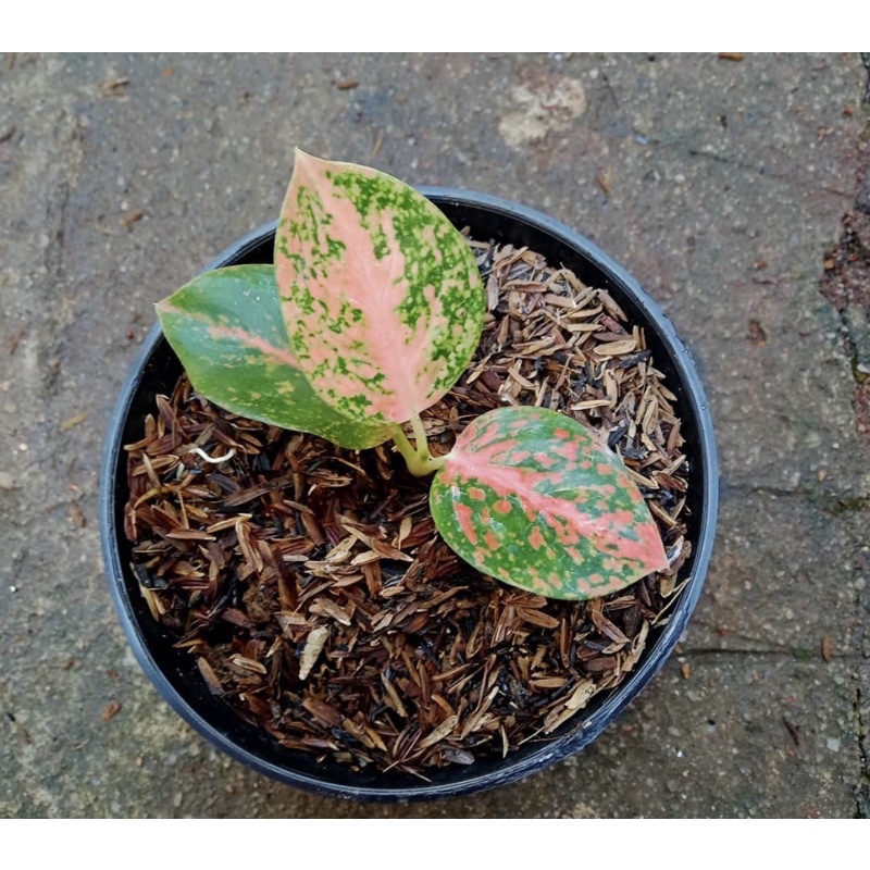 aglonema stardust orange