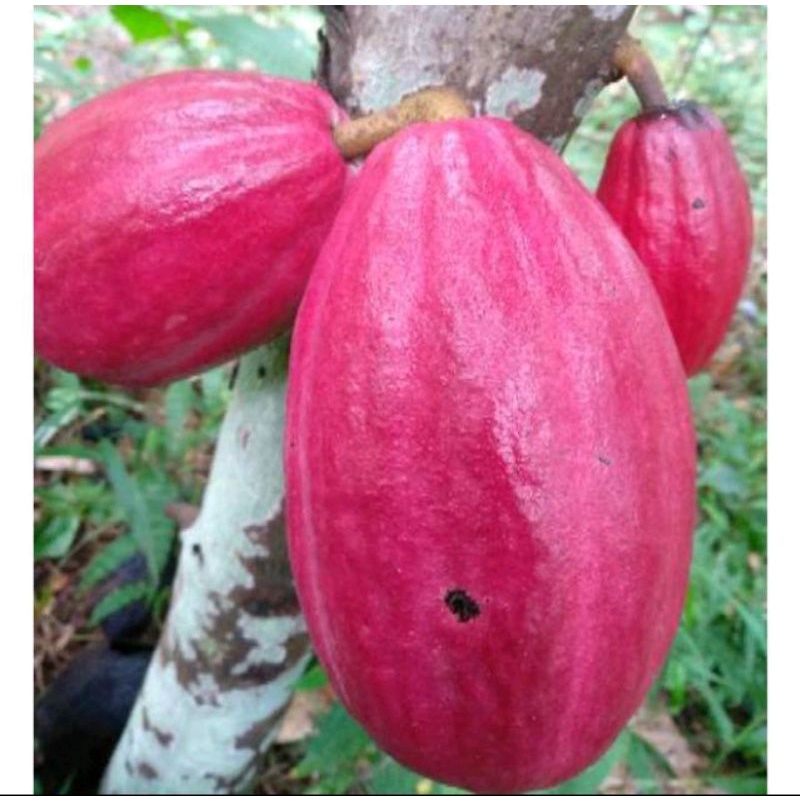 BUAH KAKAO MERAH DAN KUNING | BUAH KAKAO UTUH