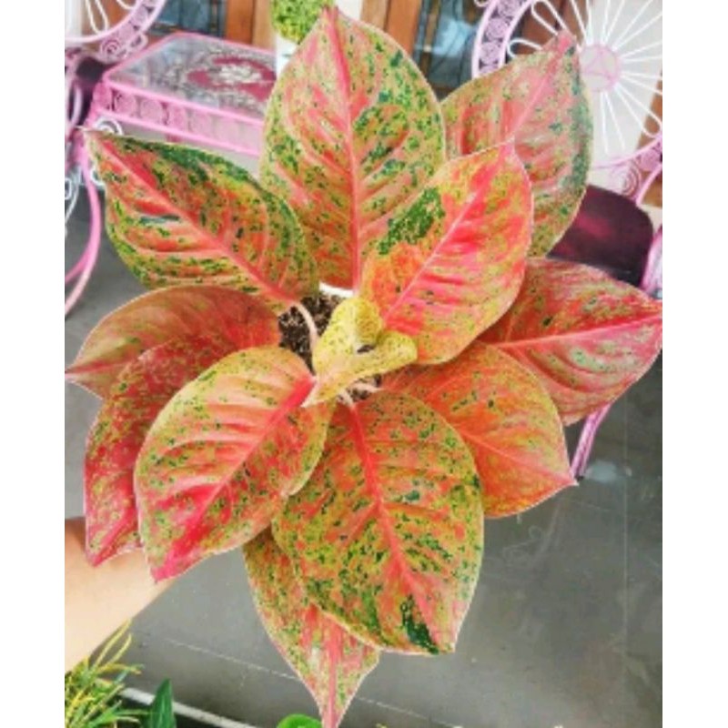 aglonema striptis indukan striptis merah