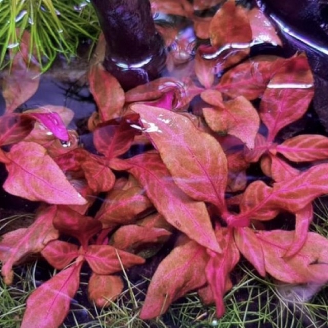 Alternanthera reineckii rosanervig - Tanaman Aquascape Tumbuhan Air Hidup Hiasan Rumput Aquarium