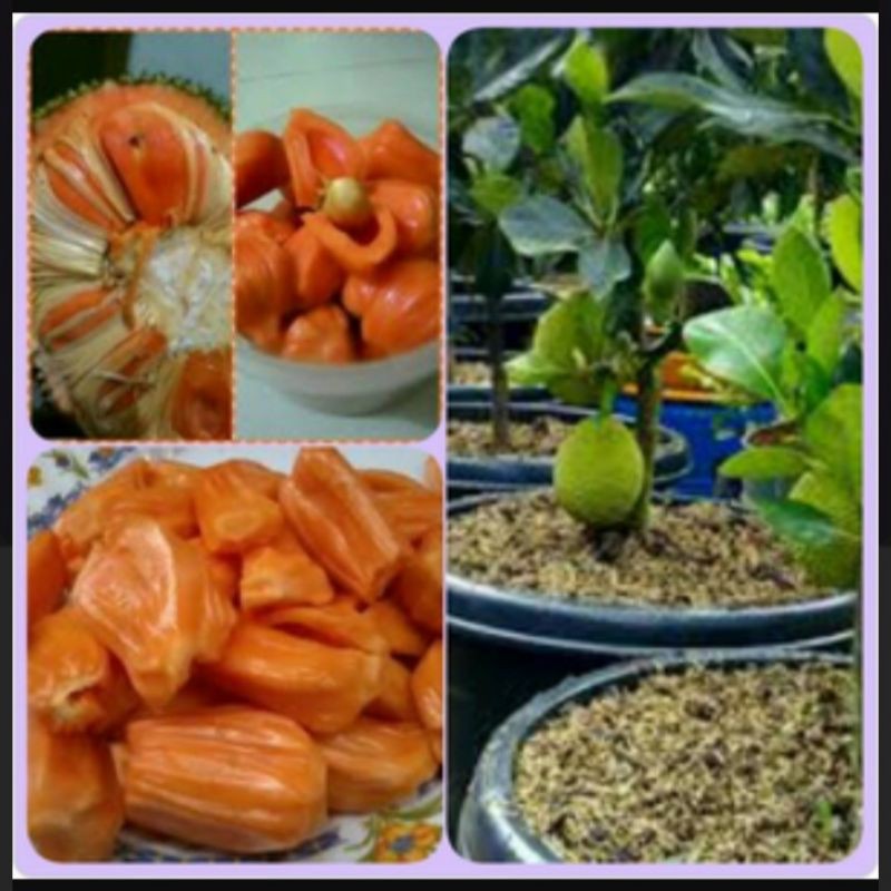 Bibit Nangka merah mini