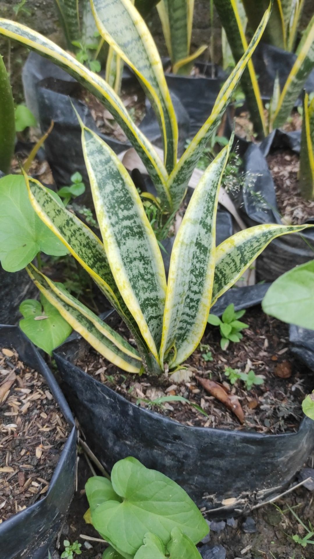 Sansivera Pagoda / Lidah Mertua / Lidah Buaya / Aloevera Bougenville Murah