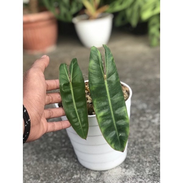 philodendron billietiae (kabel busi ori)