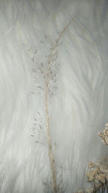 3tangkai Bunny Tail Rustic Dried Flower Alang Alang Bunga Kering