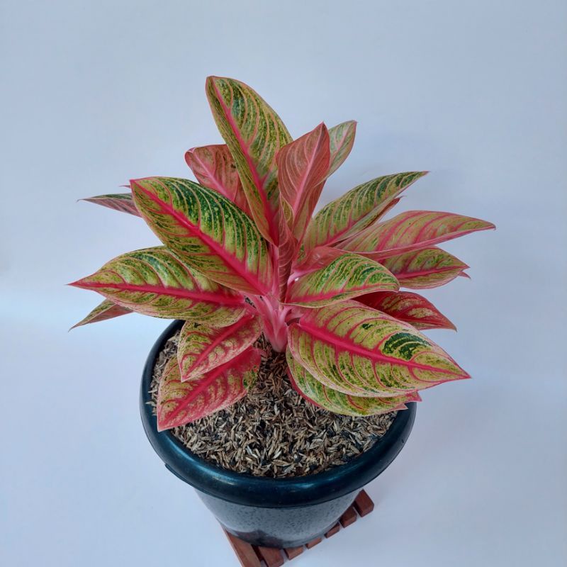 Aglaonema Red Nancy
