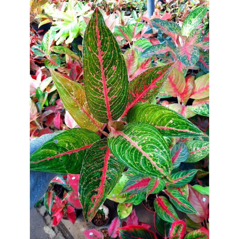 Tanaman Hias Bunga Aglaonema Legacy Hijau green