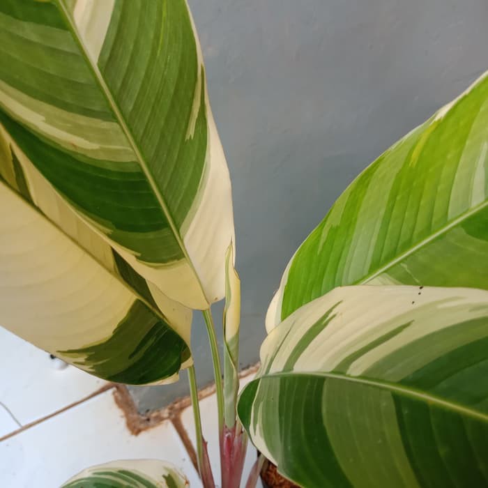 Heliconia Variegata, Heliconia Varigata, Pisang-Pisangan Heliconia