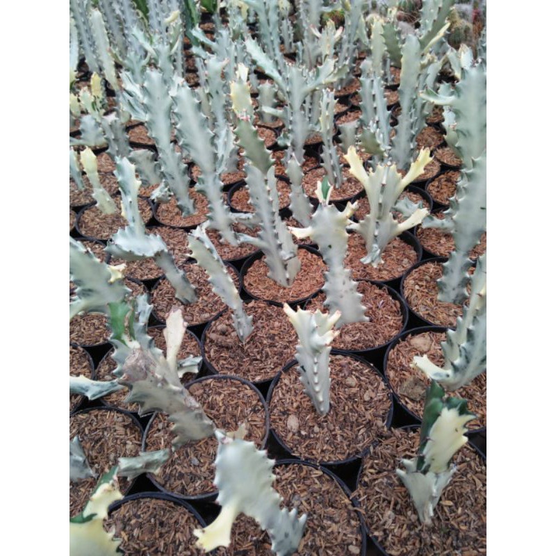 euphorbia lactea