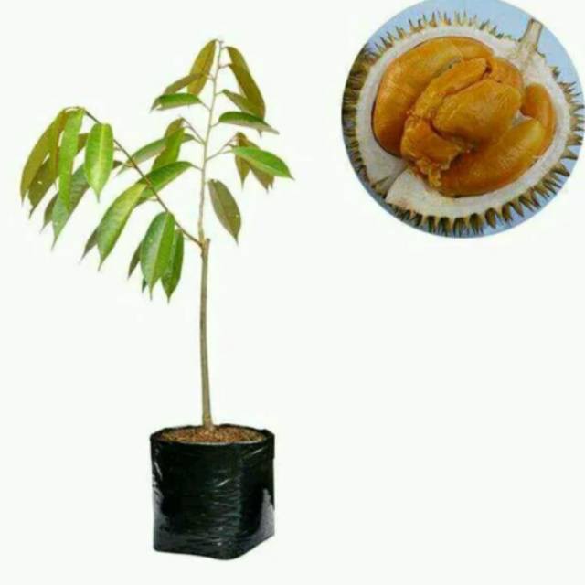 Bibit durian duri hitam