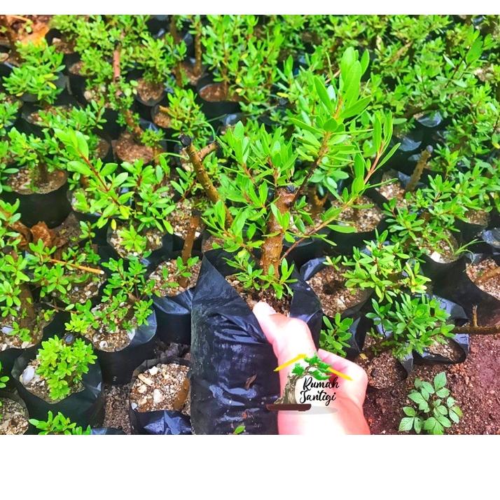 Recomended.. Bonsai Santigi Karang Bonggol Bahan Sito Mame