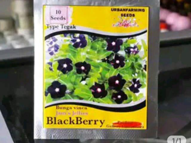 Benih Vinca Orchid Halo Tegak 10 Biji – Kemasan Foil