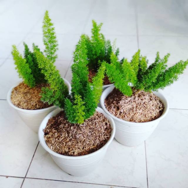Tanaman Hias Indoor Mini - Galeri Tanaman Hias